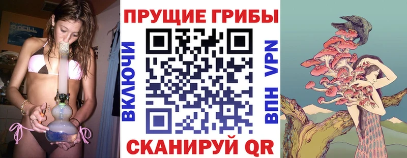 Галлюциногенные грибы Psilocybe Приморск
